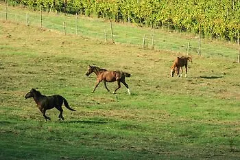 Chianti Yoga - The Tuscan Collection Greve in Chianti